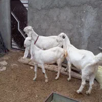 4تا بز گلابی جوان آبستن مایه دار