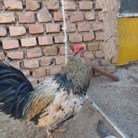 مرغ وخروس.|حیوانات مزرعه|فردوس (خراسان), |دیوار