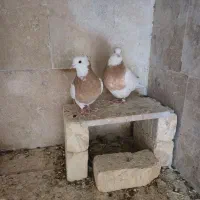 کبوتر|پرنده|چادگان, |دیوار