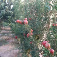 باغچه ۲۰۰ متری|فروش زمین و ملک کلنگی|محمدشهر, محمدشهر|دیوار