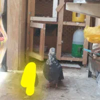 کفتر گم شده|حیوانات|رودهن, |دیوار