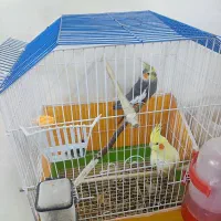 جفت مولد عروس هلندی