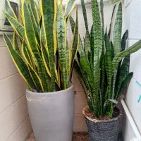 وسایل منزل|صنایع دستی و سایر لوازم تزئینی|اندیشه, اندیشه فاز ۱|دیوار