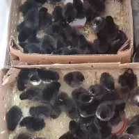 جوجه یک روزه نژاد تخمگذار