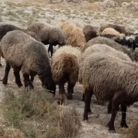 33 راس میش ترکی بختیاری آبستن