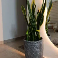 سانسوریا/گل طبیعی/گل اپارتمانی/کامپکت /کادویی