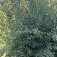 فروش انواع نهال|گل و گیاه طبیعی|اهواز, حصیرآباد|دیوار