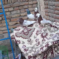 کلفه جفت و سپه