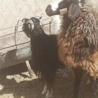 بزغاله نر چاق