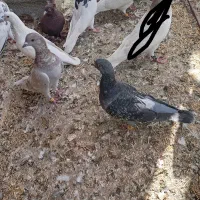 8کبوتر|پرنده|مرند, |دیوار