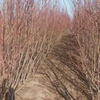 بادام اصلاح شده و با کیفیت