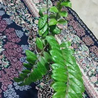 گل زاموفلیا