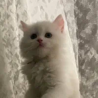 بچه گربه