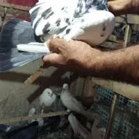 کبوتر پرشی|پرنده|شهریار, شهریار|دیوار