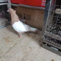 سینه ای زرد نر