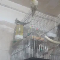 دو دونه  عروس هلندی دستی سخنگو دستی|پرنده|قرچک, مهدیه|دیوار