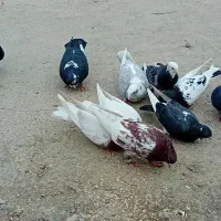 ۱۰ تا کبوتر|پرنده|مینودشت, |دیوار