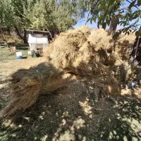 علوفه گاو و گوسفند
