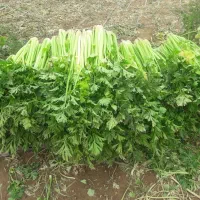 کرفس|عمدهفروشی|تاکستان, |دیوار