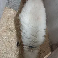 میش جون فروشی|حیوانات مزرعه|میبد, |دیوار