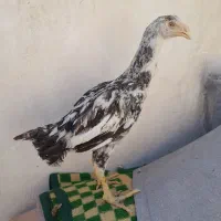 ۶عدد جوجه لاری مرغ خروس  بهترین نژاد برا نگهداری