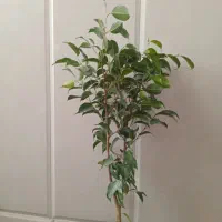 فروش ویژه گل های آپارتمانی وخاک با قیمت مناسب|گل و گیاه طبیعی|میبد, |دیوار