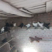 کبوتر گوقویروخ و قرآغ قویروخ و قرمز