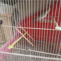 گوشی A2|موبایل|مشهد, طبرسی شمالی|دیوار