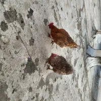 مرغ خانگی|حیوانات مزرعه|اسلامشهر, شهرک توحید|دیوار