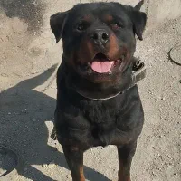 سگ روت وایلر|سگ|باقرشهر, |دیوار