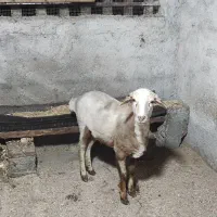 گوسفند بره ماده