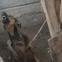 واگذاری سگ. پاکوتاه|سگ|سیمین شهر, |دیوار