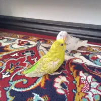 مرغ عشق|پرنده|مشهد, مشکینی (شهرک غرب)|دیوار