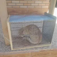 تله گربه طله گربه