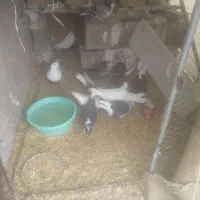 کفتر زد وخورد|پرنده|بجستان, |دیوار