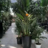 گل گیاه|گل و گیاه طبیعی|مشهد, شهرک صنعتی توس|دیوار