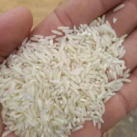 طارم هاشمی درجه یک ۵۰ کیلو