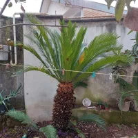 سیکاس دو متری