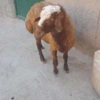 کاور نر جهت قصابی