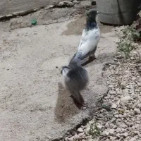 یک جفت سینه ای مفت|پرنده|کازرون, |دیوار