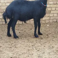 بره قوچ قره قزل بیگوش.میش
