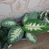 گل دیفن باخیا|گل و گیاه طبیعی|شیراز, شهرک والفجر|دیوار