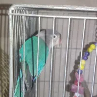 طوطی برزیلی و مرغ عشق