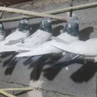 کفتر کله دمسبز فوق درشت نوک ریز