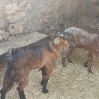 دو عدد بز پاکستانی|حیوانات مزرعه|جیرفت, |دیوار