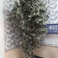 گلدان مصنوعی بنجامین