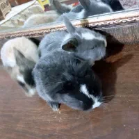 10 عدد توله‌ خرگوش  ناز و خوشگل