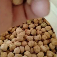 نخود اعلا کرمانشاه|خوردنی و آشامیدنی|اندیشه, اندیشه فاز ۱|دیوار