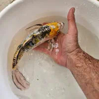ماهی کوی ۲۵ سانت سوپر باله پوست چرم