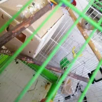 یک جفت فنچ نژاد گلدین|پرنده|اصفهان, شاهزید|دیوار